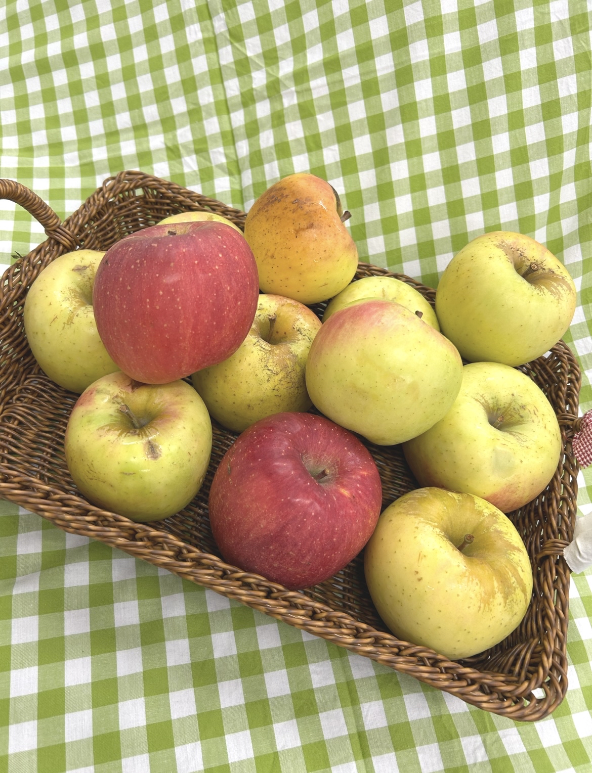 【栄養学科】りんごのレシピ開発に取り組みました